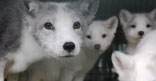 World Society for the Protection of Animals